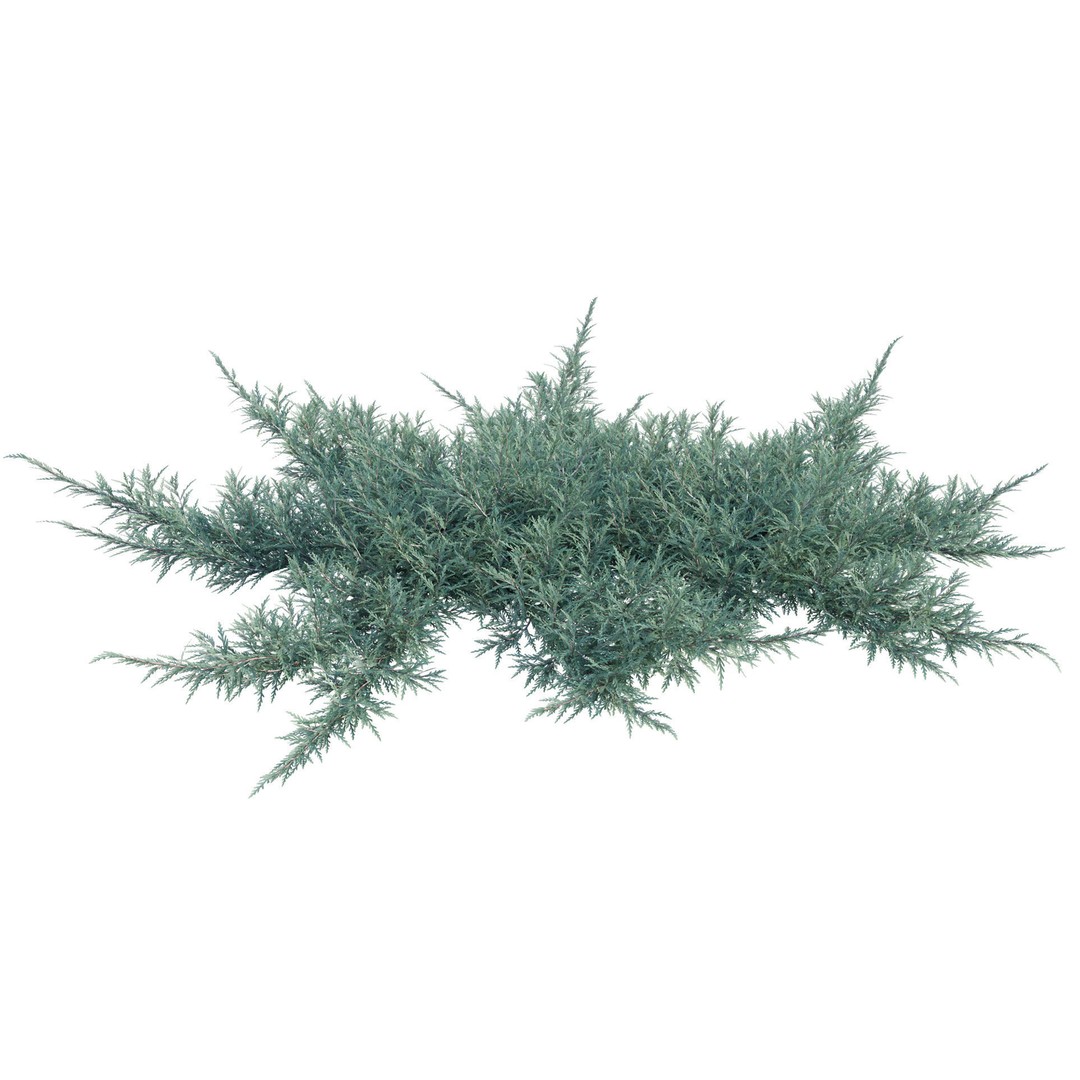 Creeping Juniper 3D Model – PBR Plant Asset, FBX Format - View 6