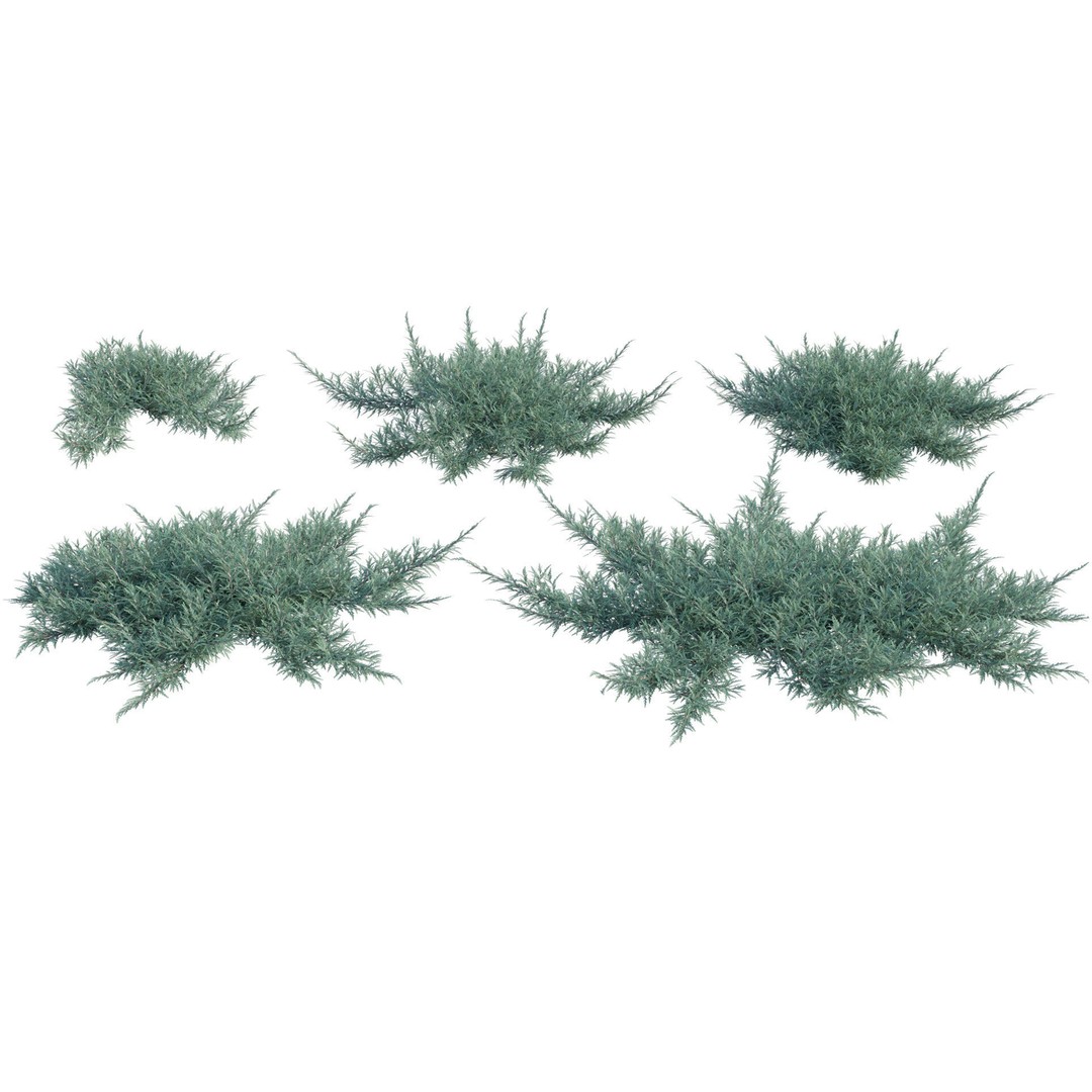 Creeping Juniper 3D Model – PBR Plant Asset, FBX Format - View 7