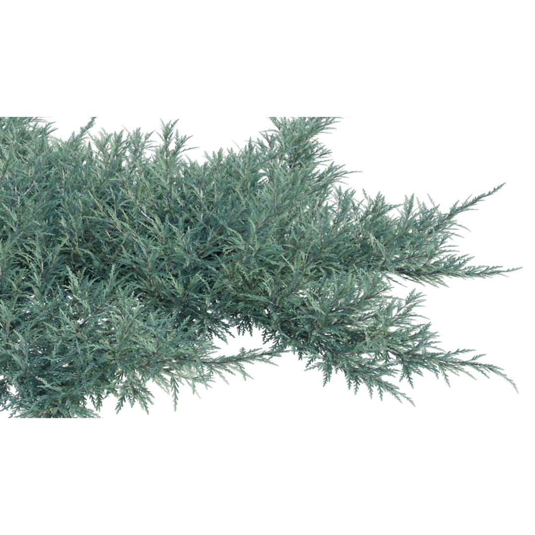 Creeping Juniper 3D Model – PBR Plant Asset, FBX Format - View 8