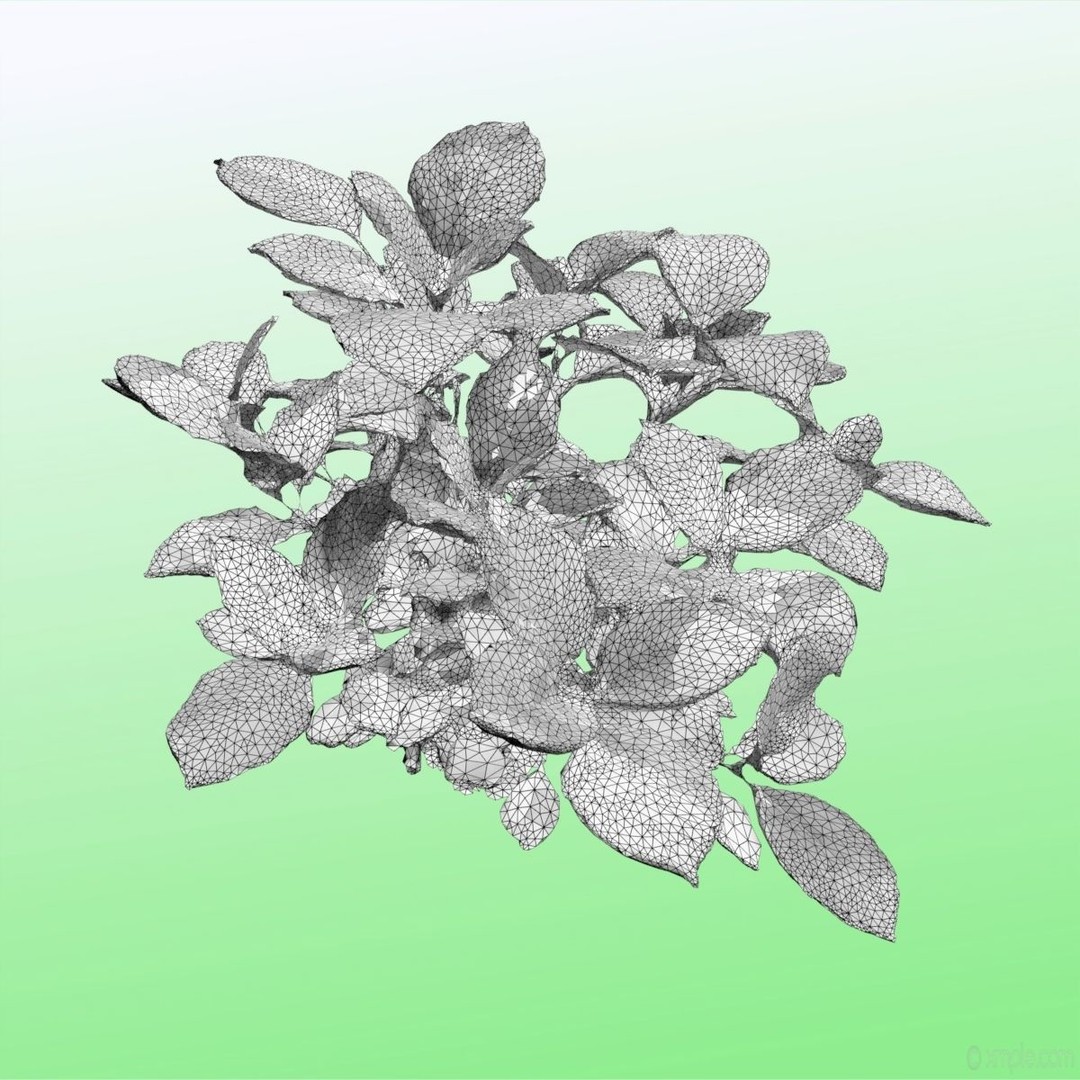 Bigleaf Hydrangea 3D Model – High Poly Scanned Asset, PBR Textures