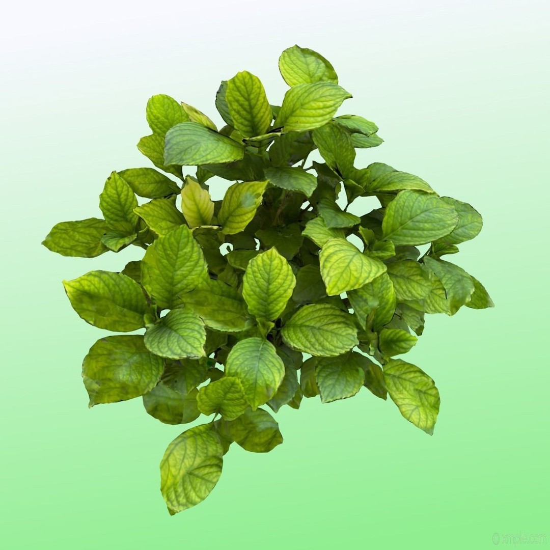 Bigleaf Hydrangea 3D Model – High Poly Scanned Asset, PBR Textures - View 10