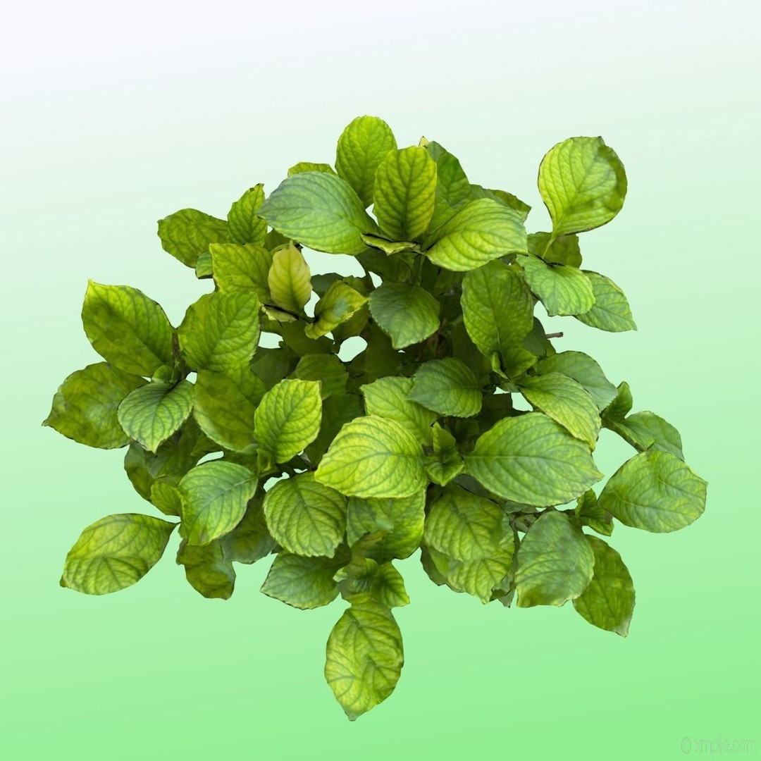 Bigleaf Hydrangea 3D Model – High Poly Scanned Asset, PBR Textures - View 11
