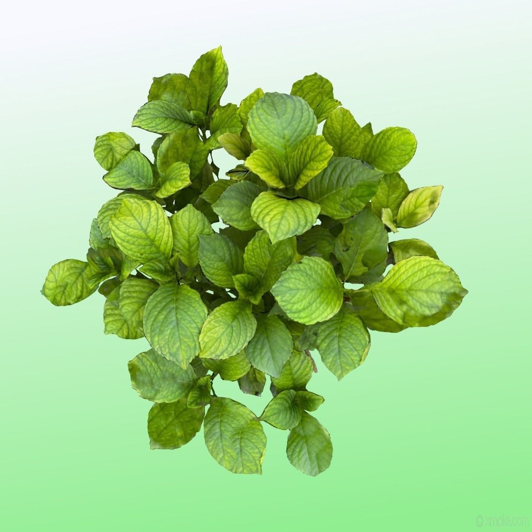 Bigleaf Hydrangea 3D Model – High Poly Scanned Asset, PBR Textures - View 12