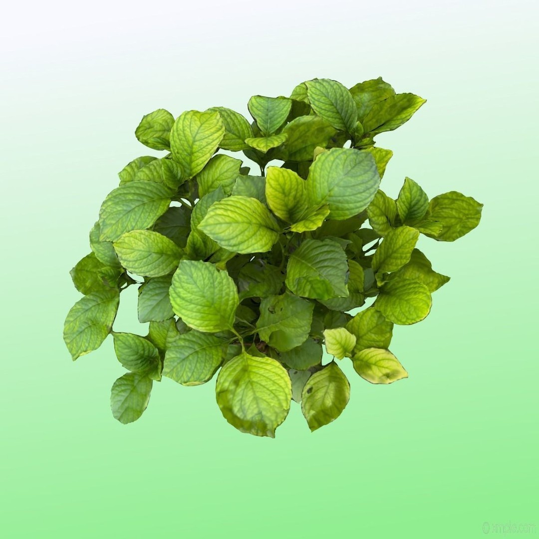 Bigleaf Hydrangea 3D Model – High Poly Scanned Asset, PBR Textures - View 13