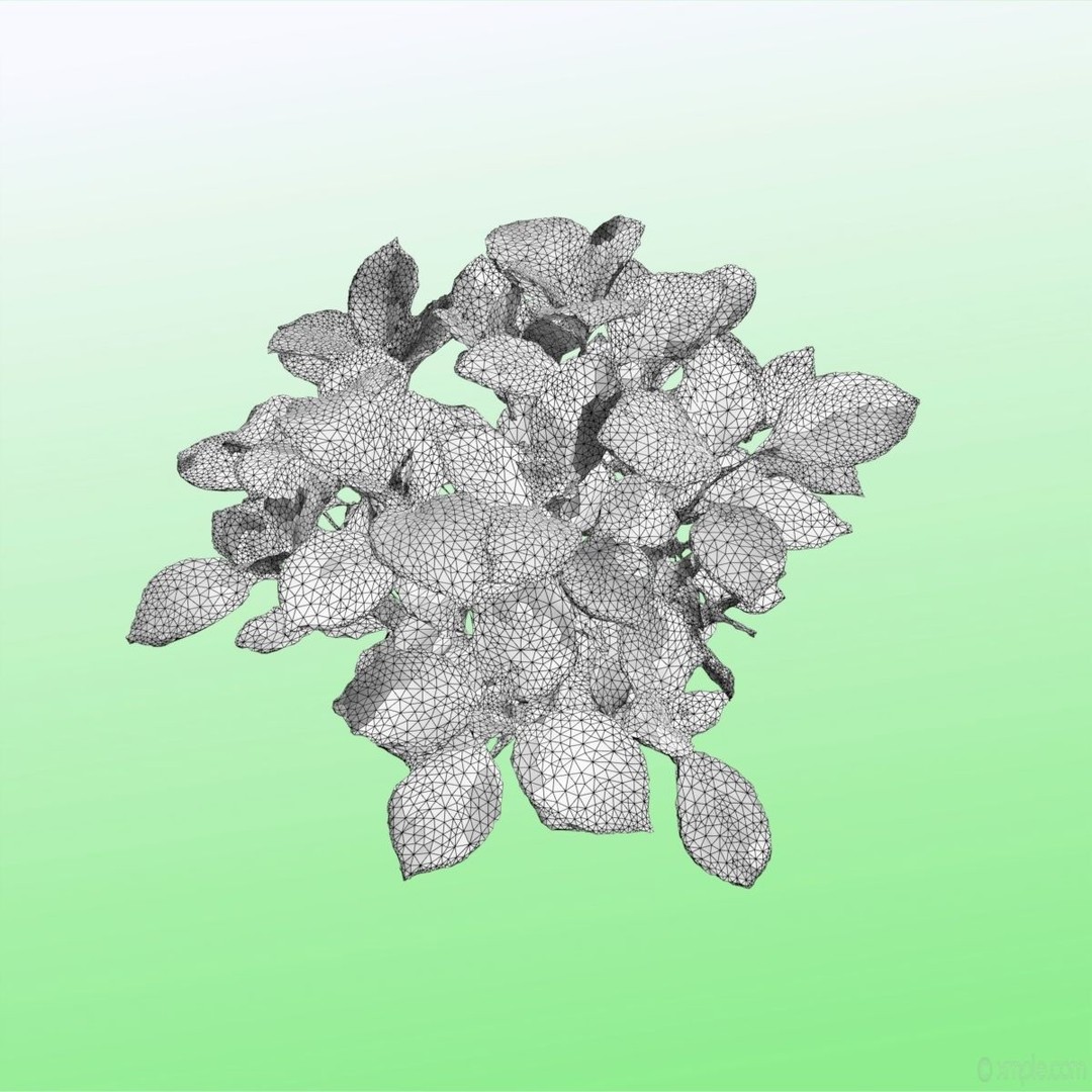 Bigleaf Hydrangea 3D Model – High Poly Scanned Asset, PBR Textures - View 14