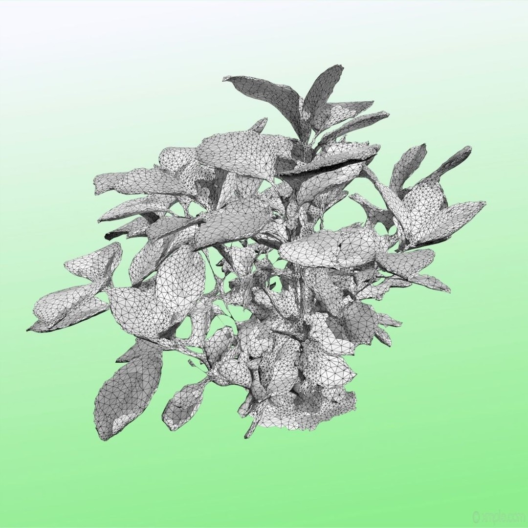 Bigleaf Hydrangea 3D Model – High Poly Scanned Asset, PBR Textures - View 15