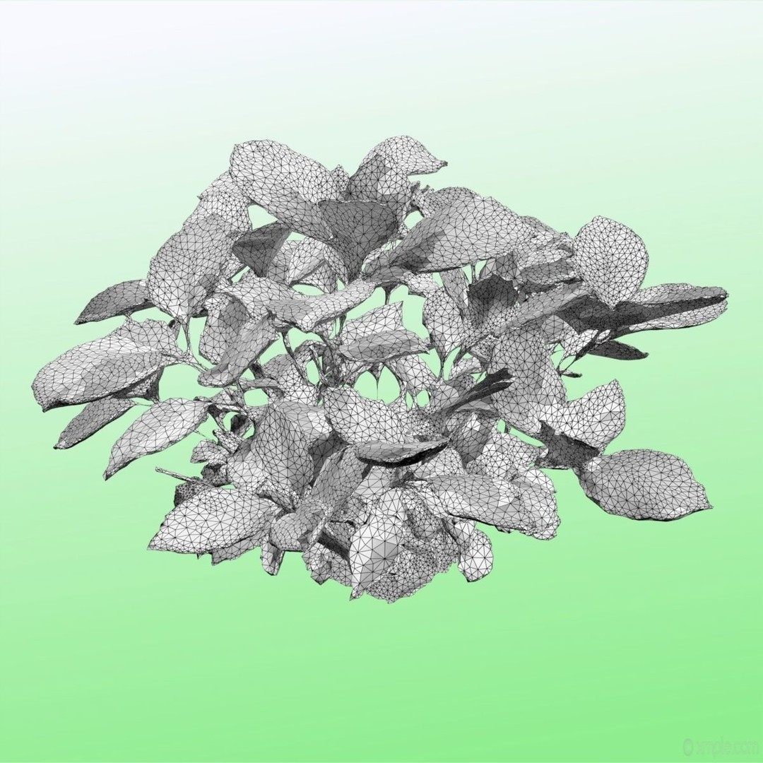 Bigleaf Hydrangea 3D Model – High Poly Scanned Asset, PBR Textures - View 16