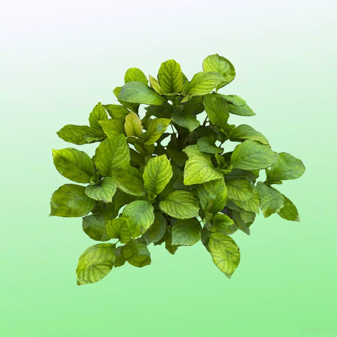 Bigleaf Hydrangea 3D Model – High Poly Scanned Asset, PBR Textures - View 2