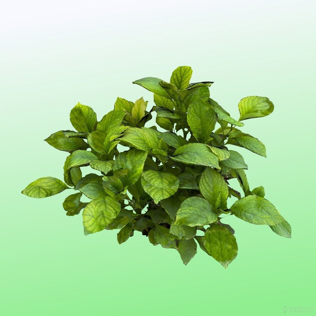 Bigleaf Hydrangea 3D Model – High Poly Scanned Asset, PBR Textures - View 3