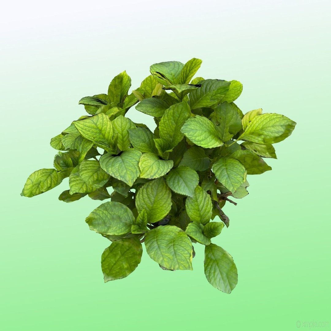 Bigleaf Hydrangea 3D Model – High Poly Scanned Asset, PBR Textures - View 4