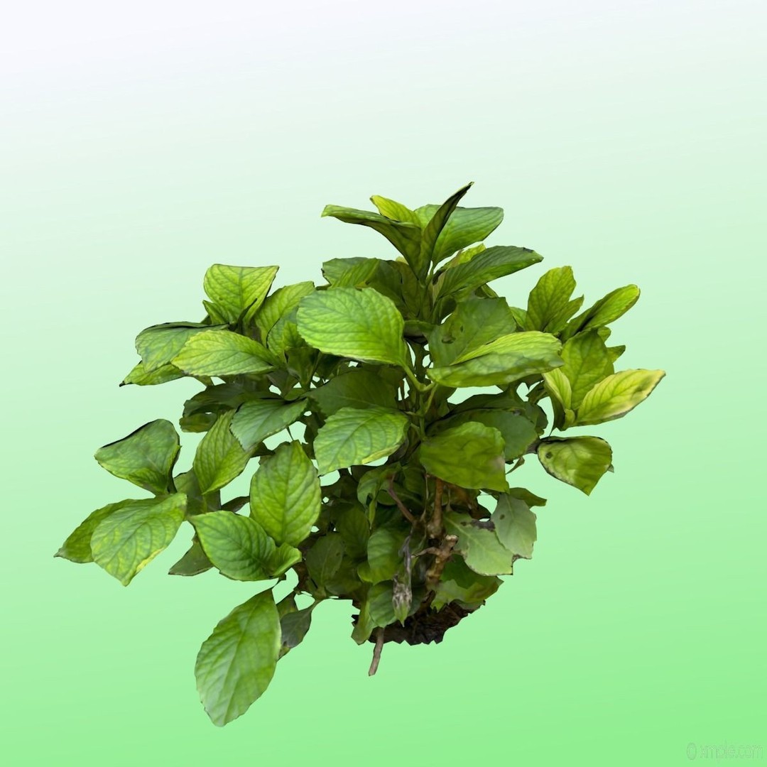 Bigleaf Hydrangea 3D Model – High Poly Scanned Asset, PBR Textures - View 5