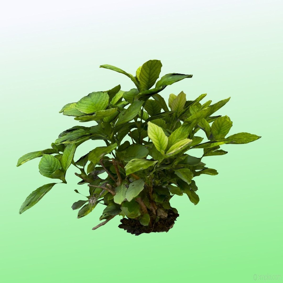 Bigleaf Hydrangea 3D Model – High Poly Scanned Asset, PBR Textures - View 6