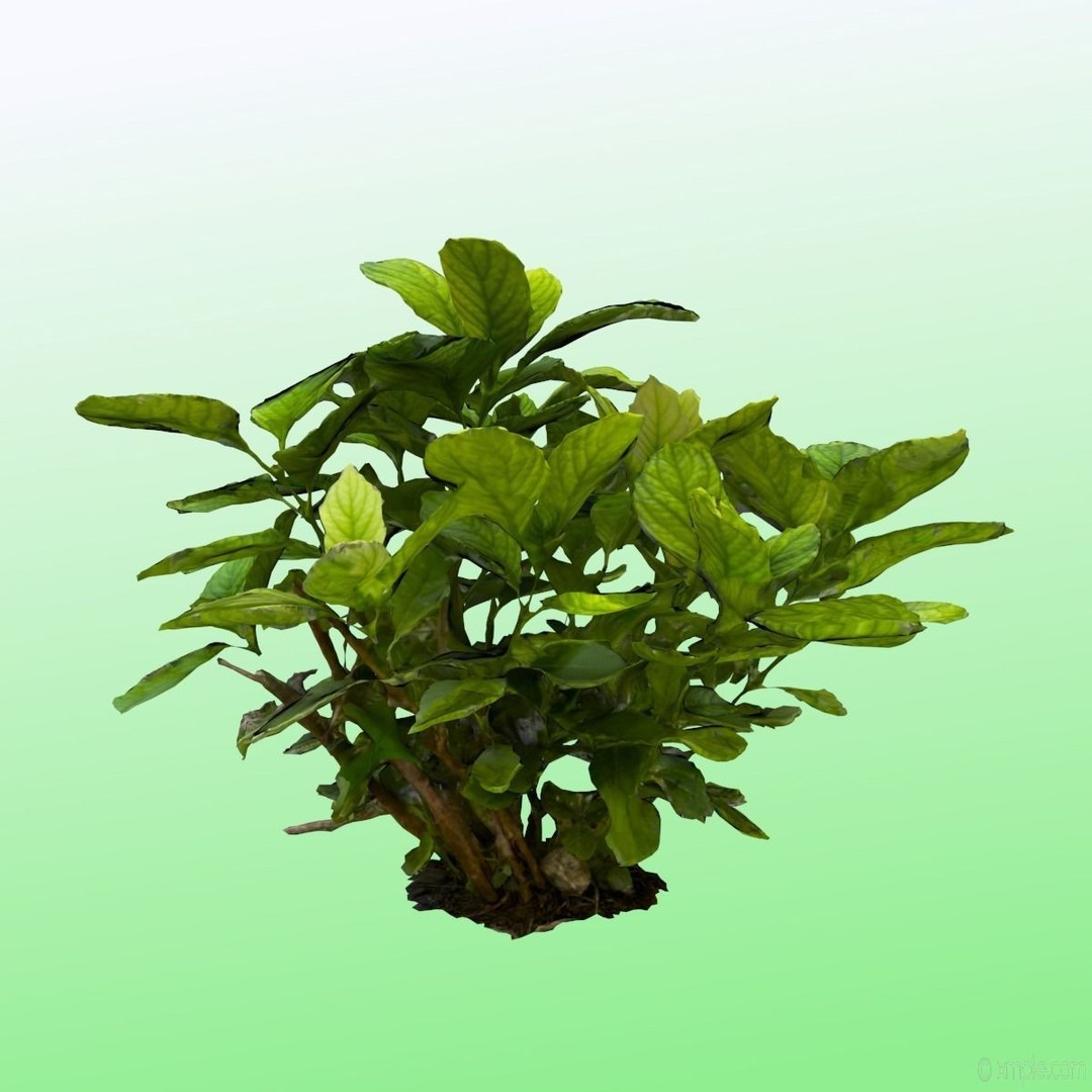 Bigleaf Hydrangea 3D Model – High Poly Scanned Asset, PBR Textures - View 7