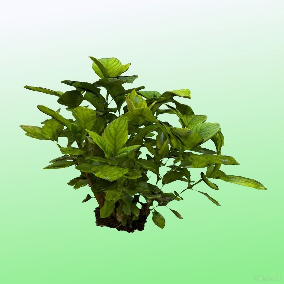Bigleaf Hydrangea 3D Model – High Poly Scanned Asset, PBR Textures - View 8