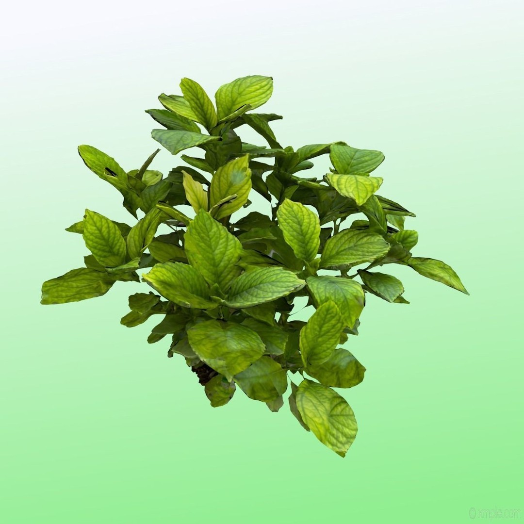Bigleaf Hydrangea 3D Model – High Poly Scanned Asset, PBR Textures - View 9