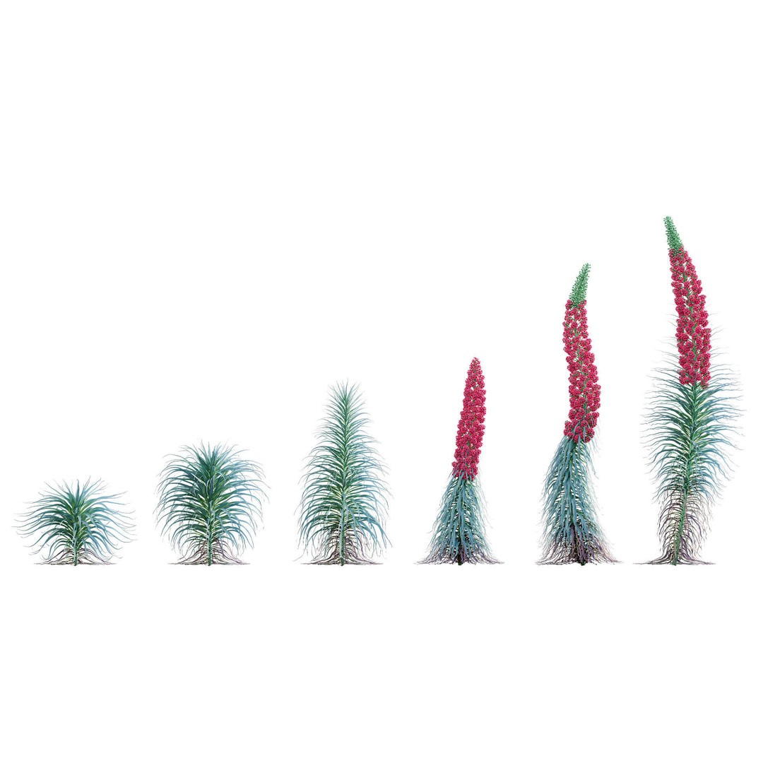 Mediterranean Garden 3D Model – Diverse Plant Collection, FBX - View 10