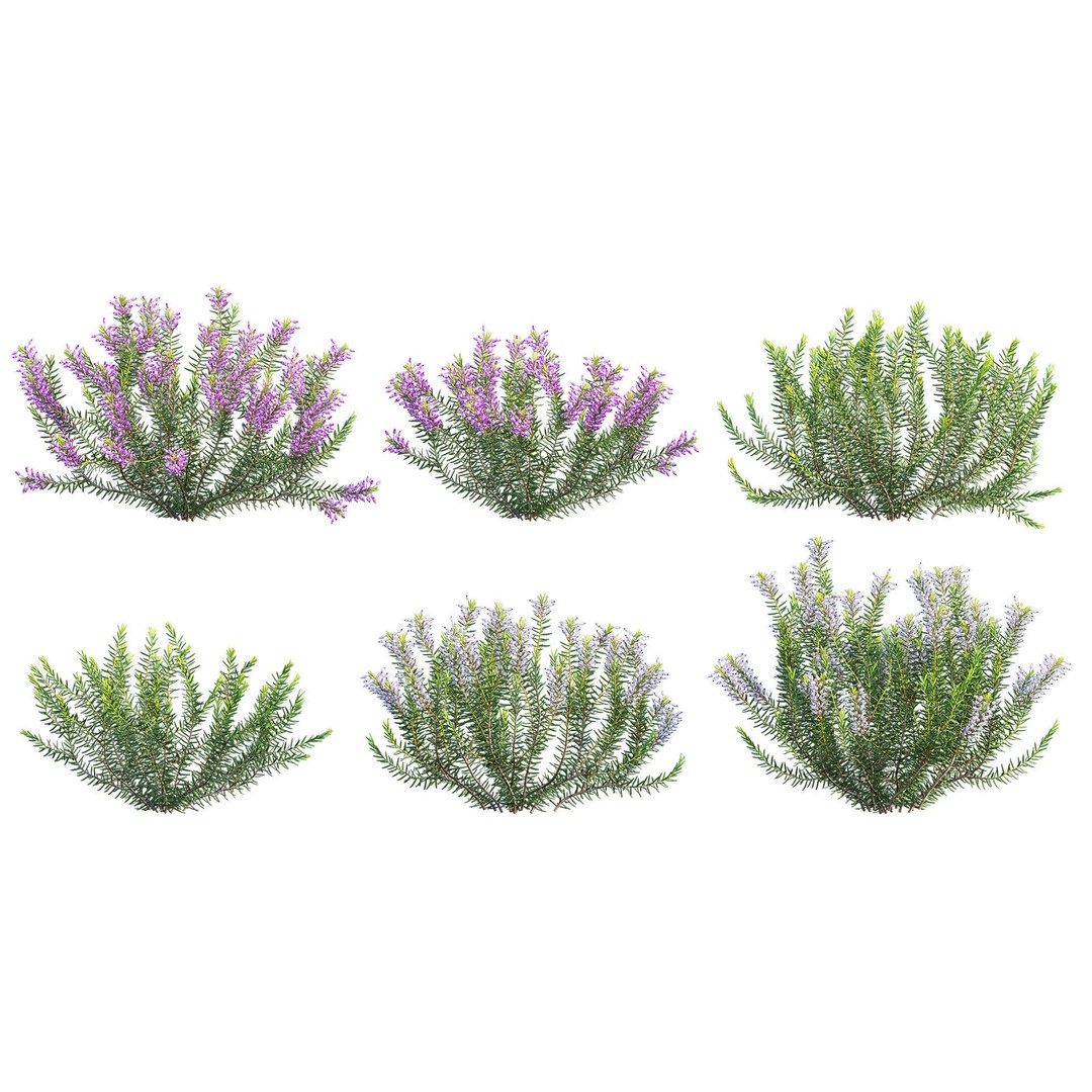 Mediterranean Garden 3D Model – Diverse Plant Collection, FBX - View 11