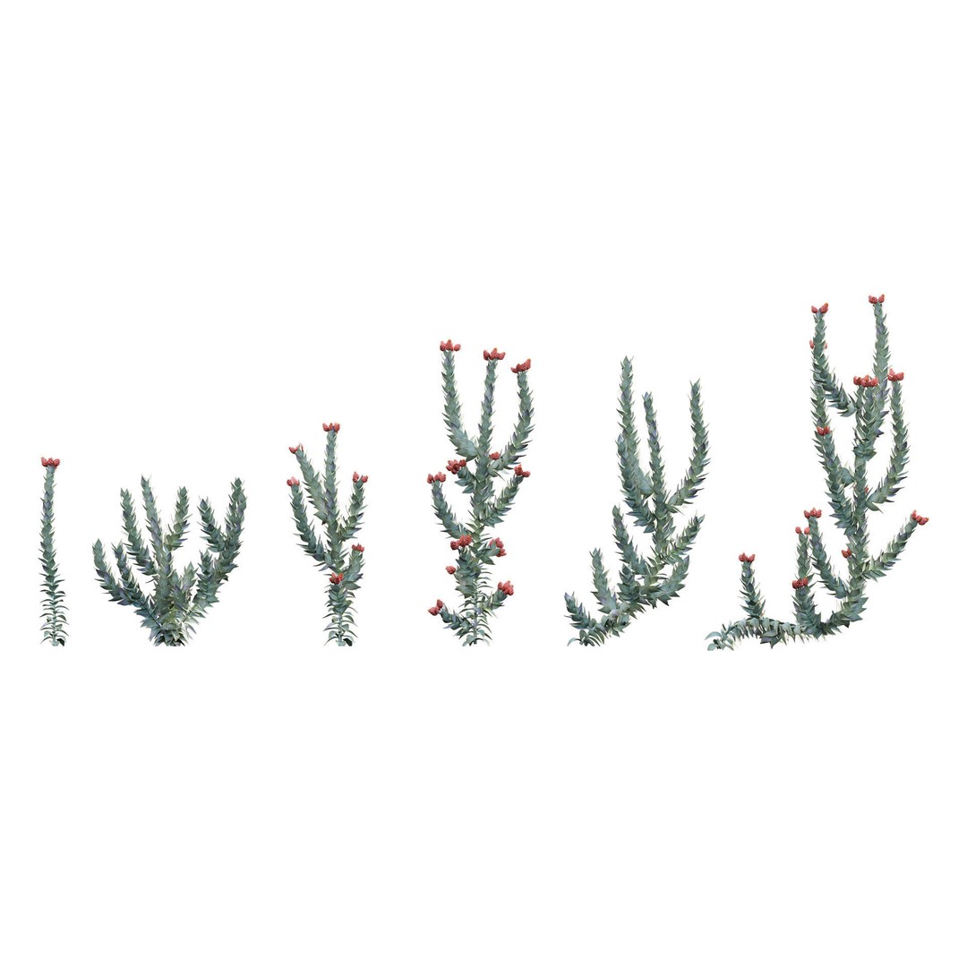 Mediterranean Garden 3D Model – Diverse Plant Collection, FBX - View 15