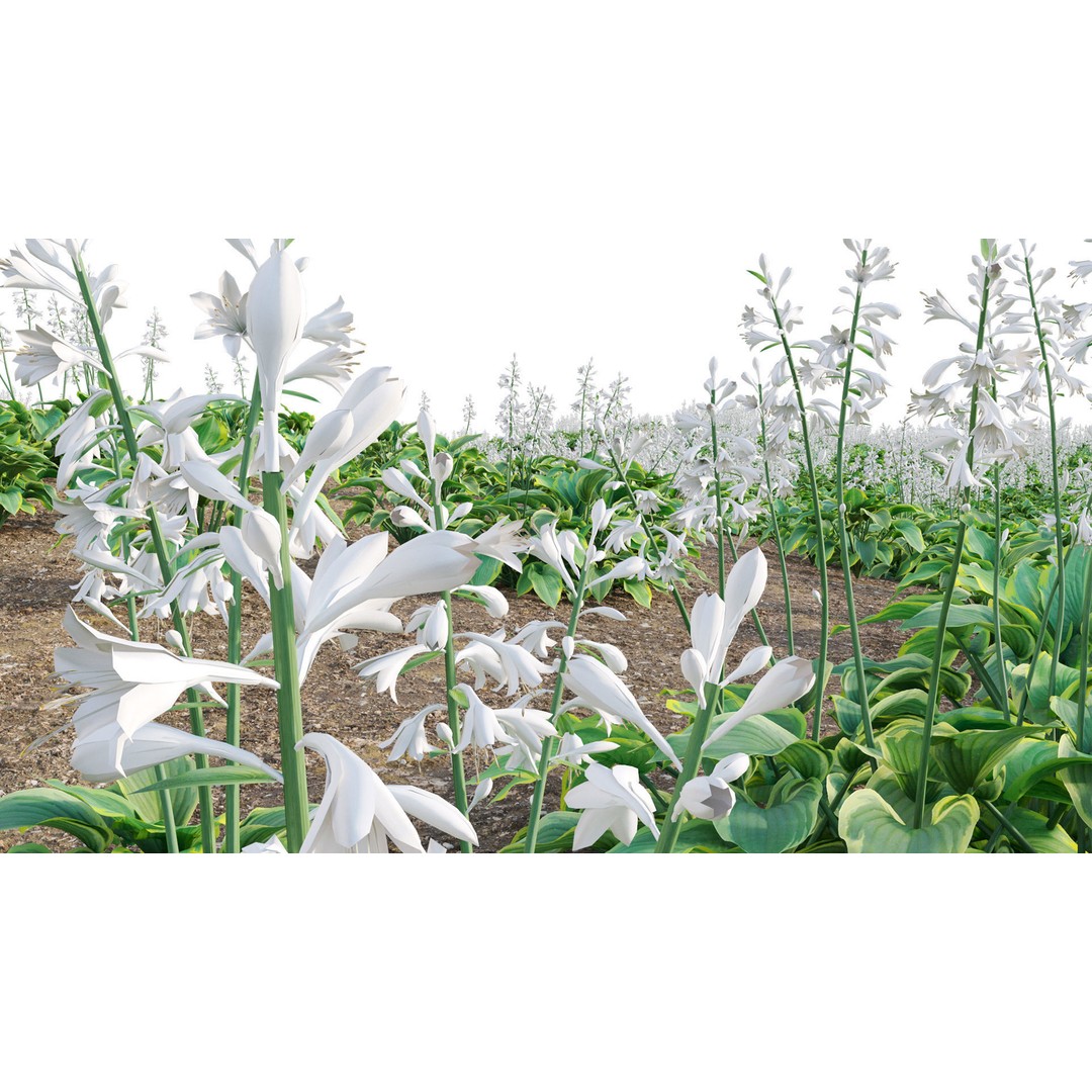 Hosta 3D Model – PBR Plantain Lily with Textures, FBX - View 10