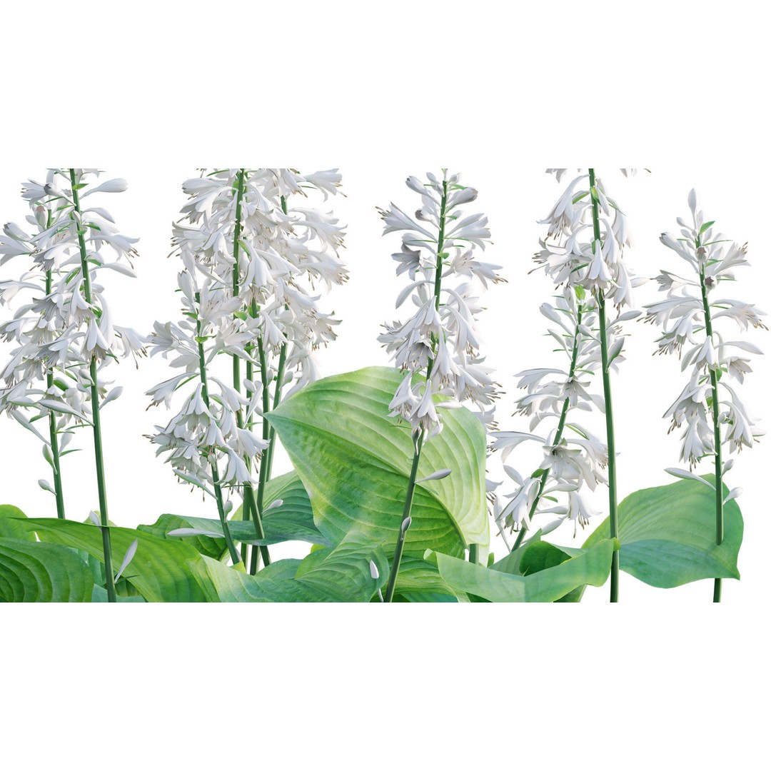 Hosta 3D Model – PBR Plantain Lily with Textures, FBX - View 11