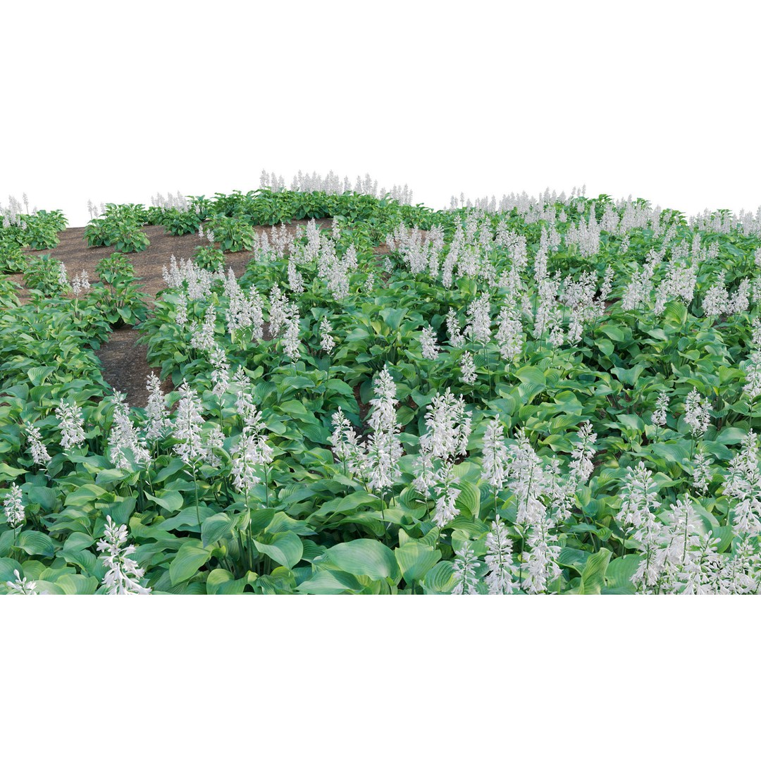 Hosta 3D Model – PBR Plantain Lily with Textures, FBX - View 12