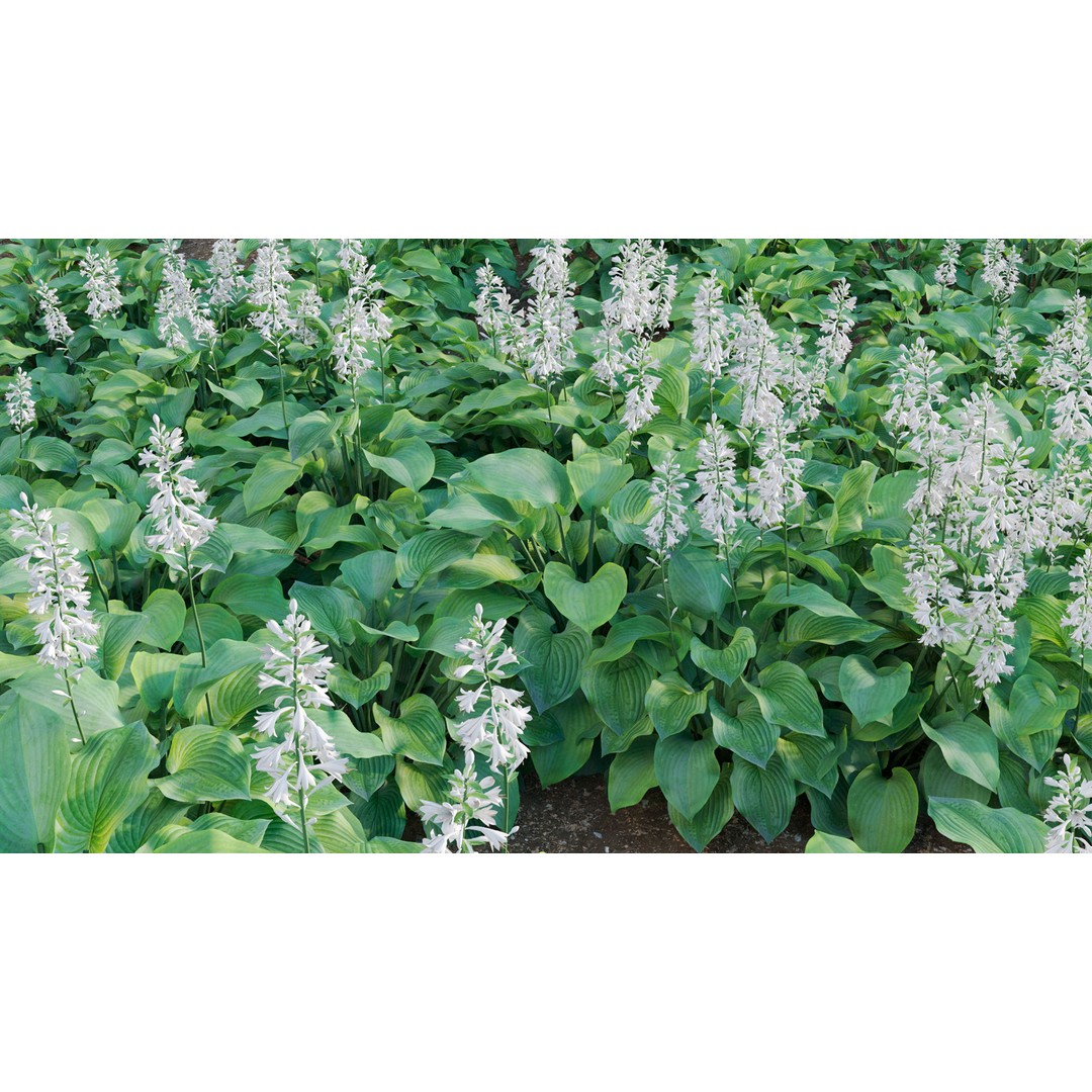 Hosta 3D Model – PBR Plantain Lily with Textures, FBX - View 13
