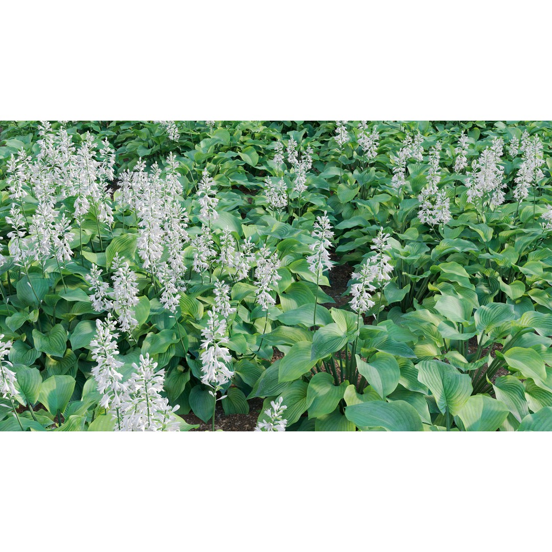 Hosta 3D Model – PBR Plantain Lily with Textures, FBX - View 14