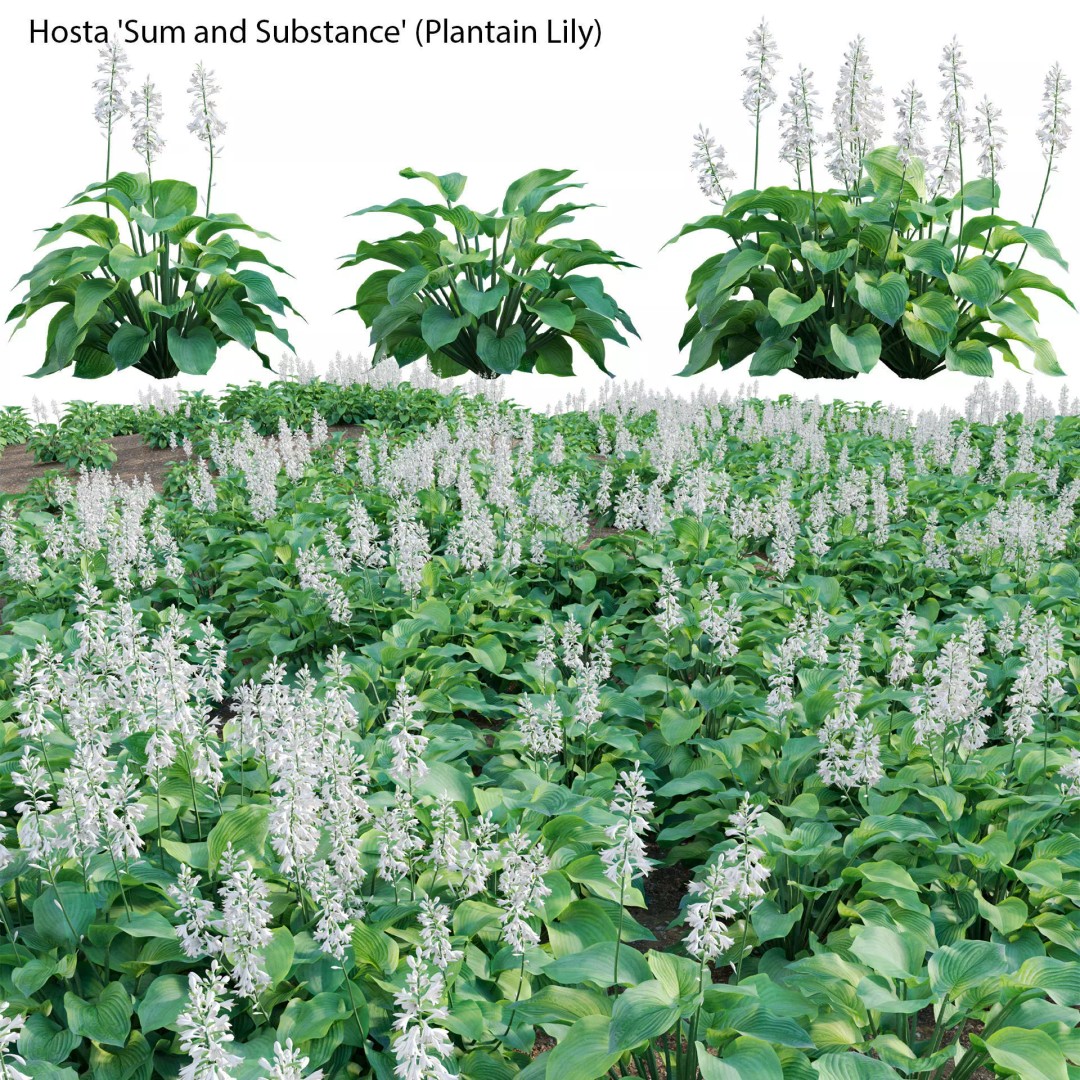 Hosta 3D Model – PBR Plantain Lily with Textures, FBX - View 2