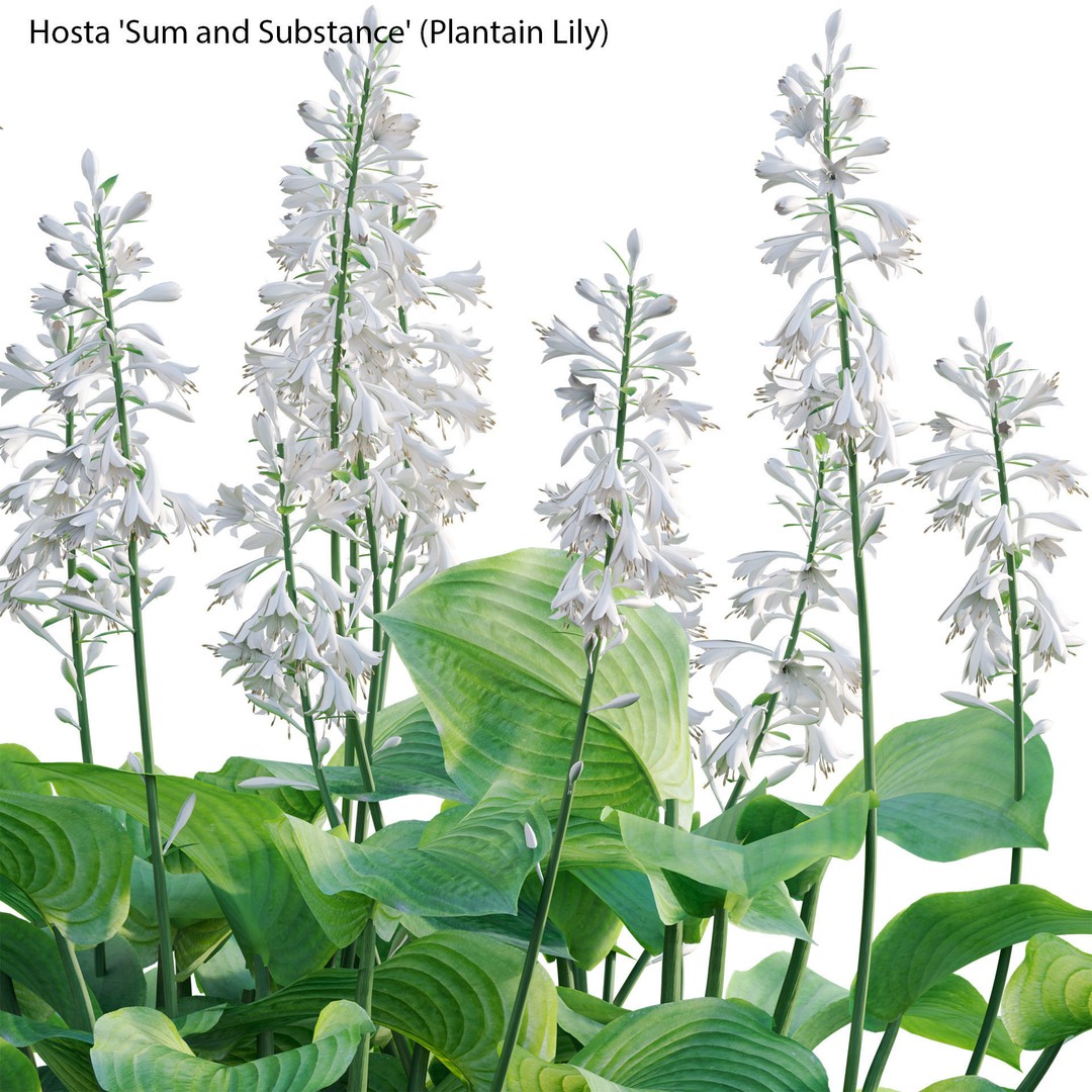 Hosta 3D Model – PBR Plantain Lily with Textures, FBX - View 3