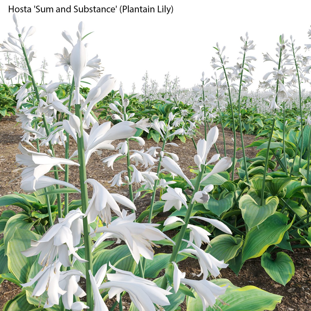 Hosta 3D Model – PBR Plantain Lily with Textures, FBX - View 4