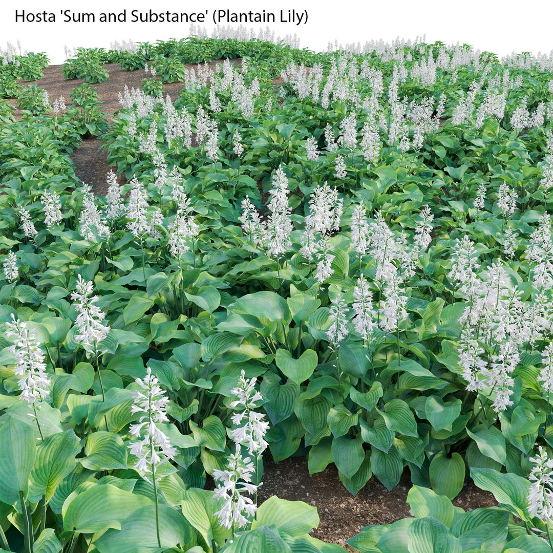 Hosta 3D Model – PBR Plantain Lily with Textures, FBX - View 5