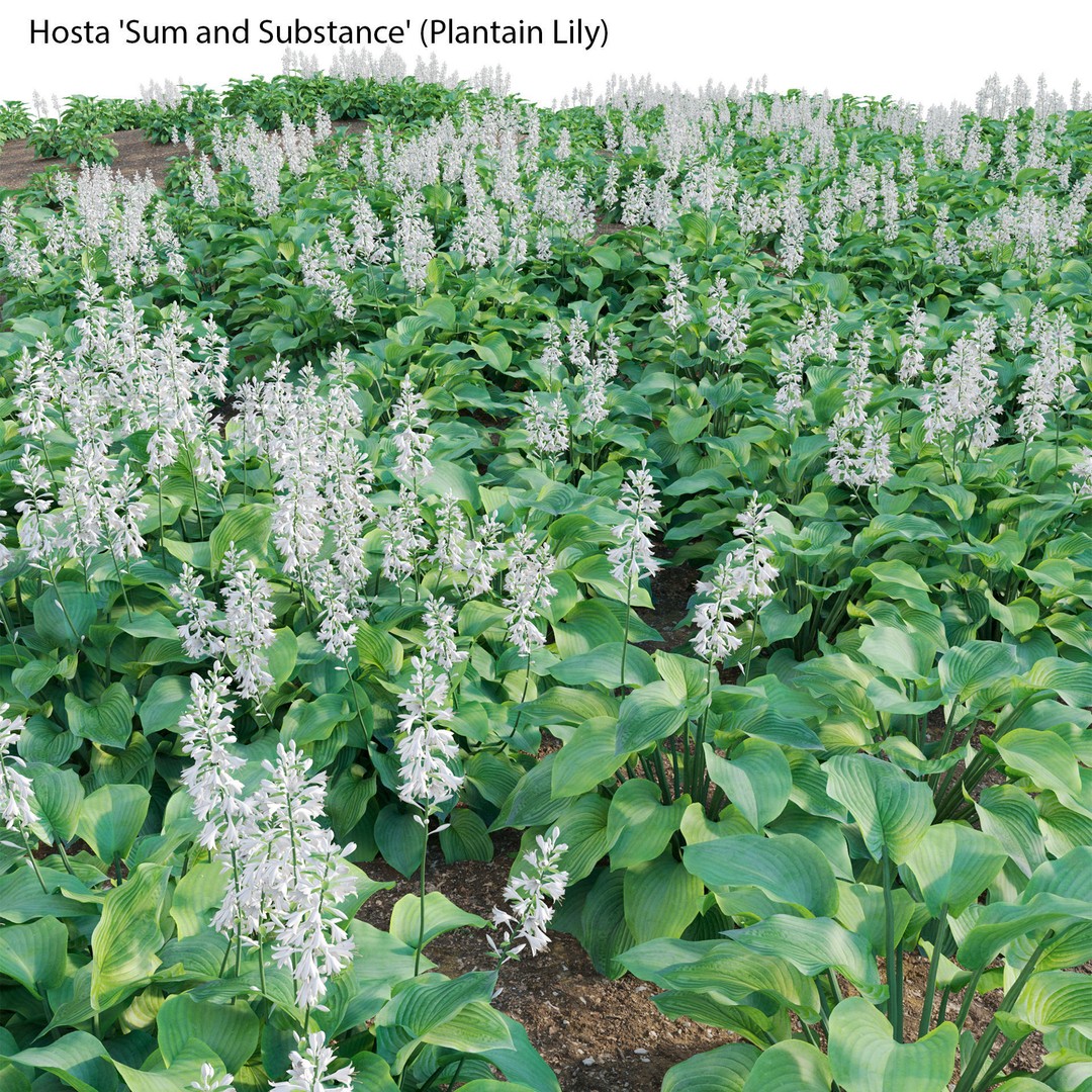 Hosta 3D Model – PBR Plantain Lily with Textures, FBX - View 6
