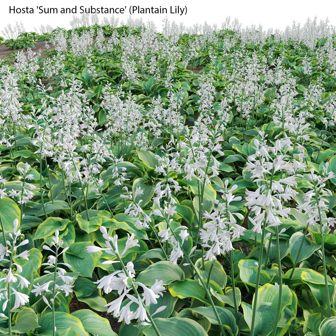 Hosta 3D Model – PBR Plantain Lily with Textures, FBX - View 7