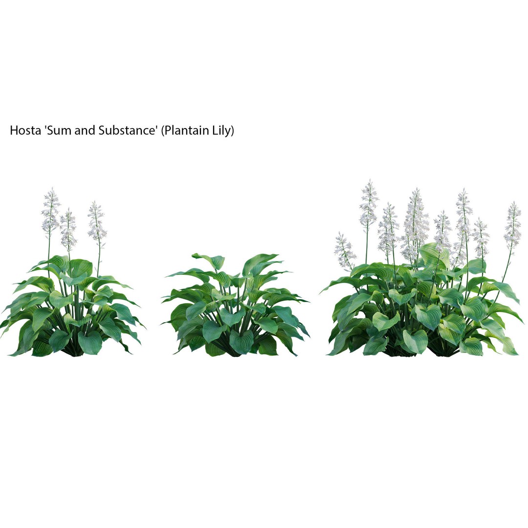 Hosta 3D Model – PBR Plantain Lily with Textures, FBX - View 9