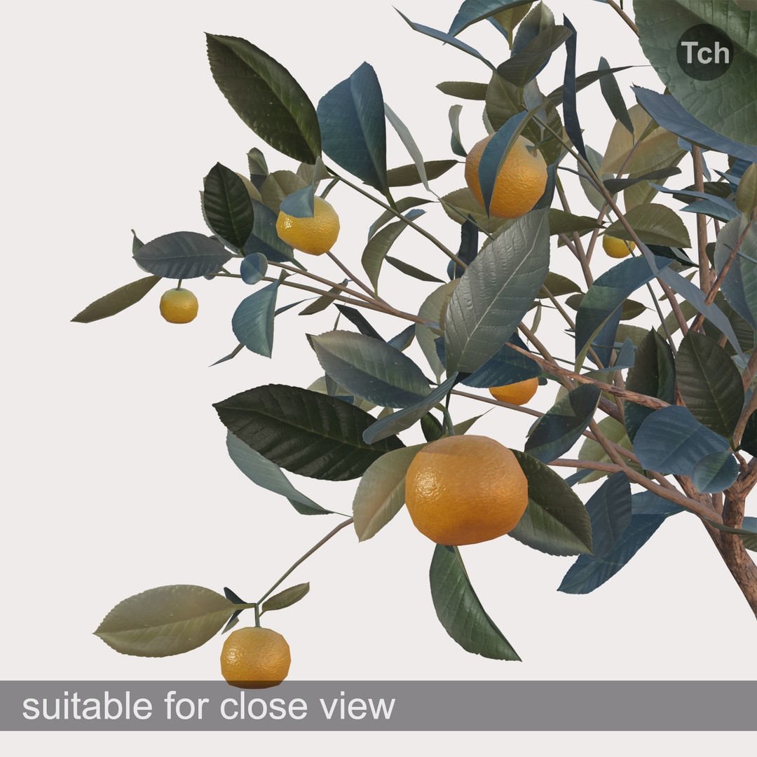 Mandarin Tree 3D Model – Low Poly Pot Plant with PBR Textures, FBX - View 6