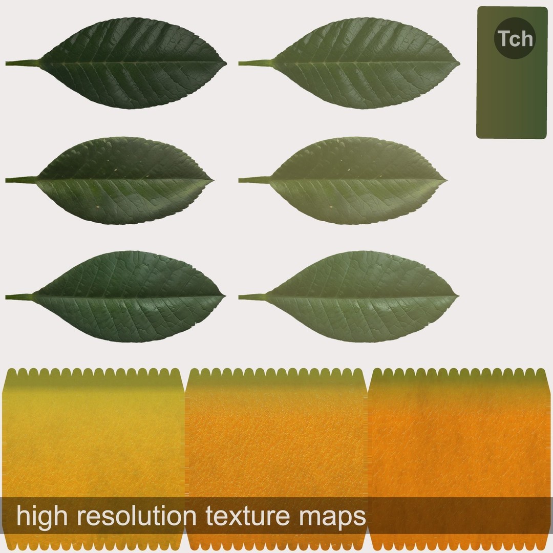 Mandarin Tree 3D Model – Low Poly Pot Plant with PBR Textures, FBX - View 8