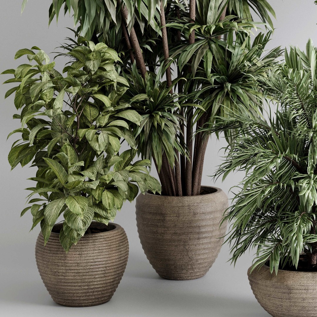 Indoor Plant Set 3D Model – Concrete Vase, Palm Tree, PBR Textures - View 4