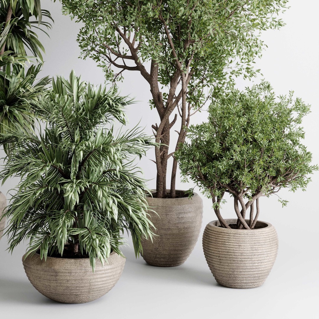 Indoor Plant Set 3D Model – Concrete Vase, Palm Tree, PBR Textures - View 6