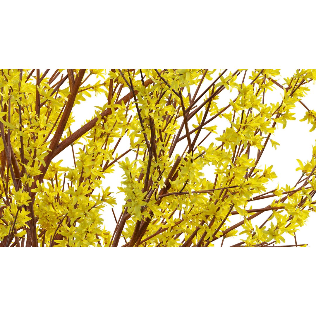Forsythia Suspensa 3D Model – Weeping Bush with PBR Textures, FBX