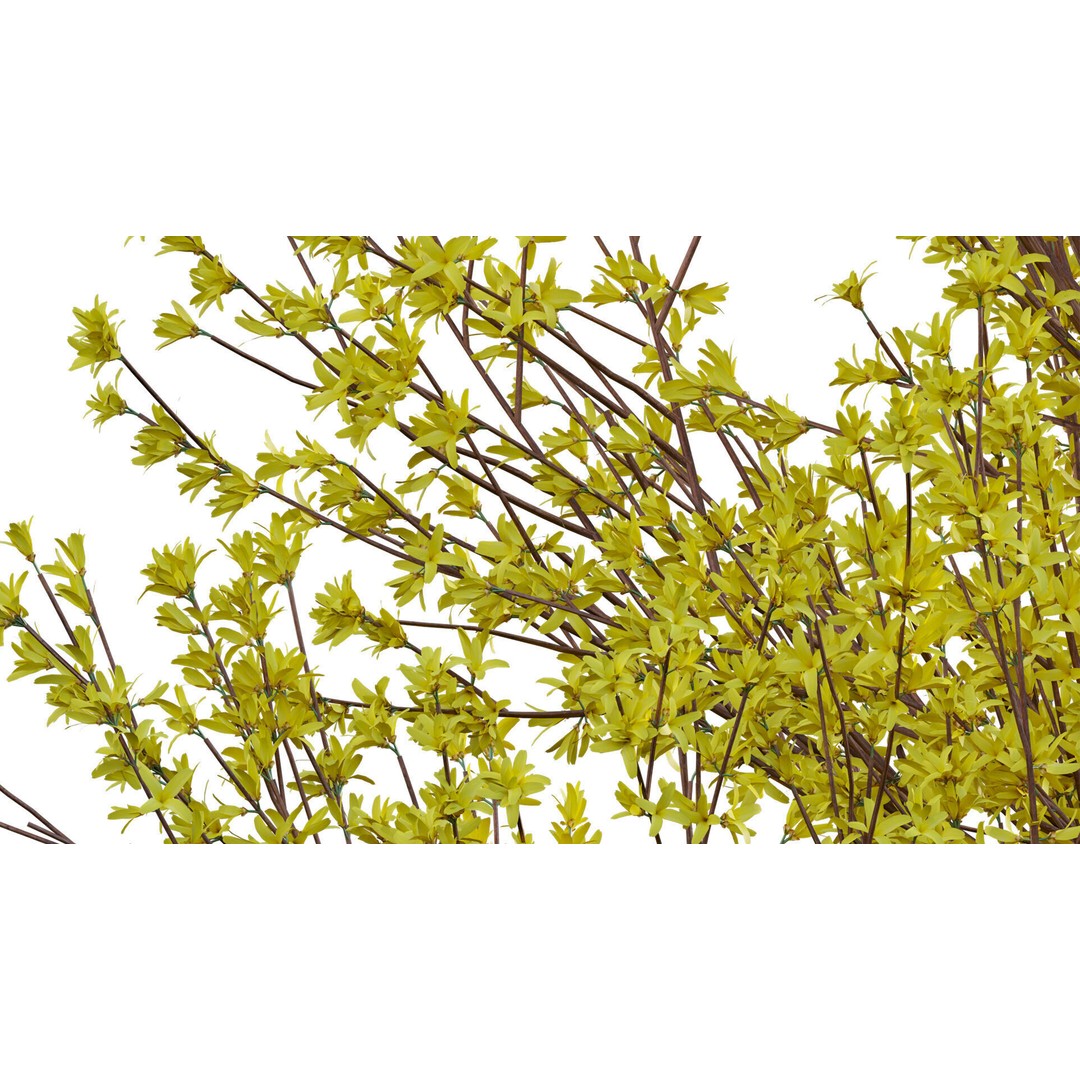 Forsythia Suspensa 3D Model – Weeping Bush with PBR Textures, FBX - View 10