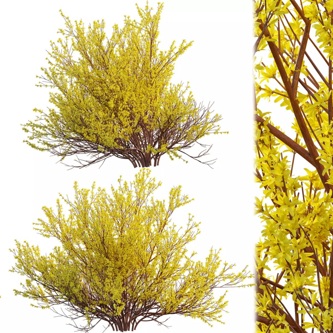 Forsythia Suspensa 3D Model – Weeping Bush with PBR Textures, FBX - View 2