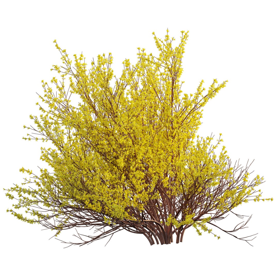 Forsythia Suspensa 3D Model – Weeping Bush with PBR Textures, FBX - View 3