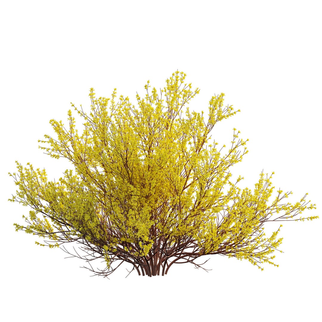 Forsythia Suspensa 3D Model – Weeping Bush with PBR Textures, FBX - View 4