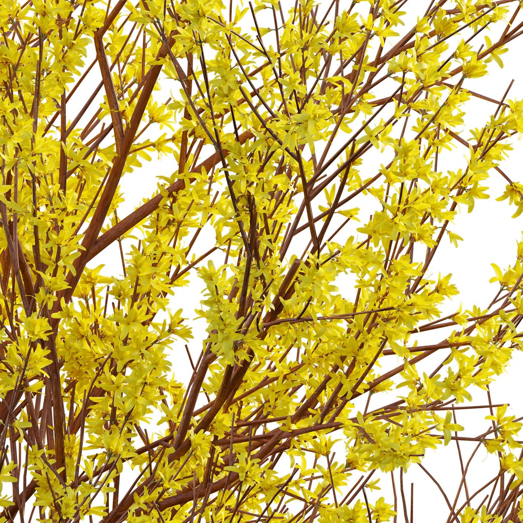 Forsythia Suspensa 3D Model – Weeping Bush with PBR Textures, FBX - View 5