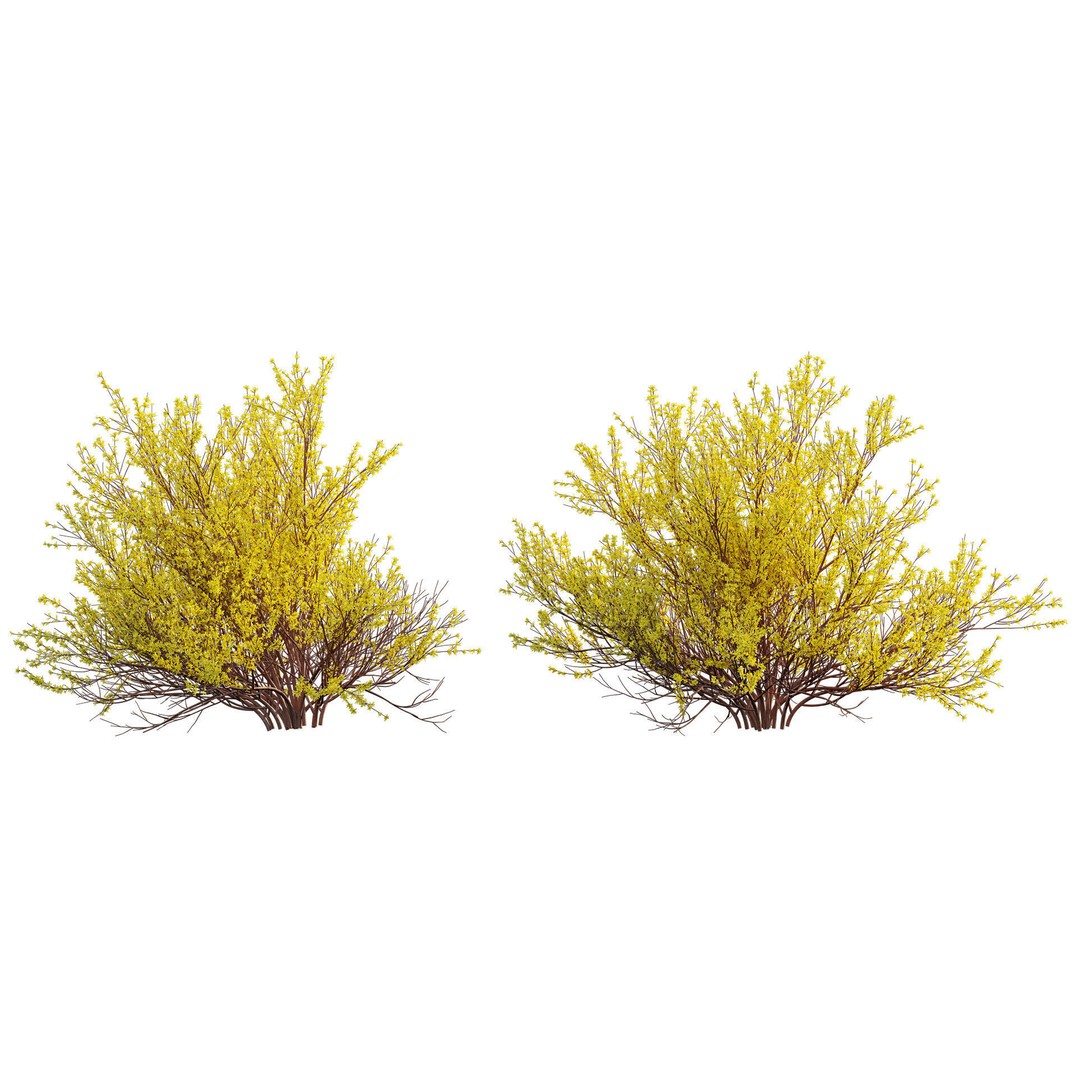 Forsythia Suspensa 3D Model – Weeping Bush with PBR Textures, FBX - View 7