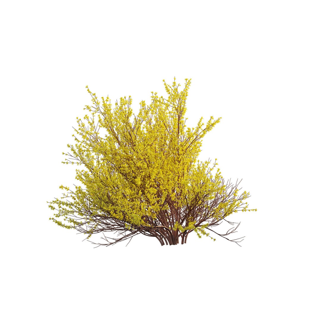 Forsythia Suspensa 3D Model – Weeping Bush with PBR Textures, FBX - View 8