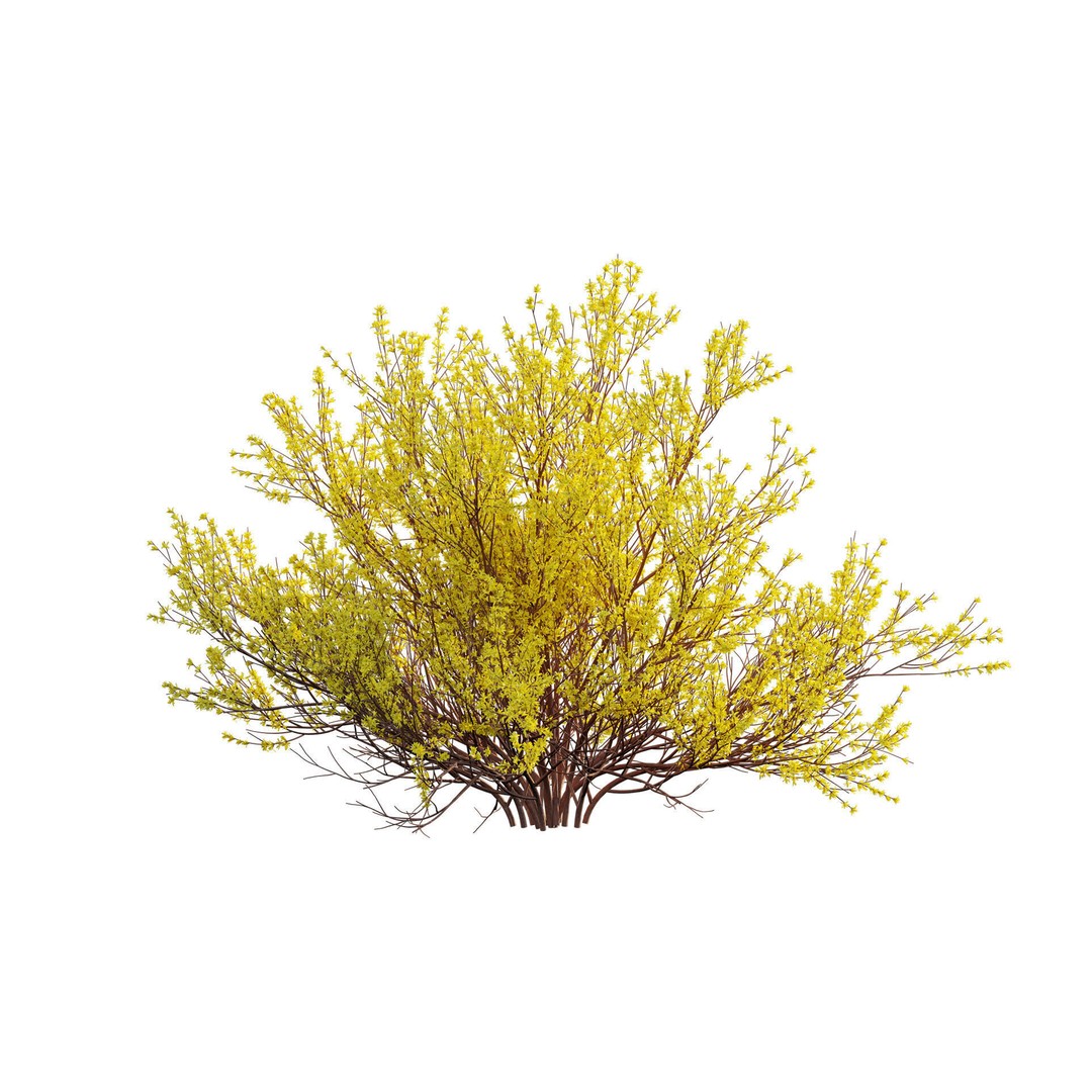 Forsythia Suspensa 3D Model – Weeping Bush with PBR Textures, FBX - View 9