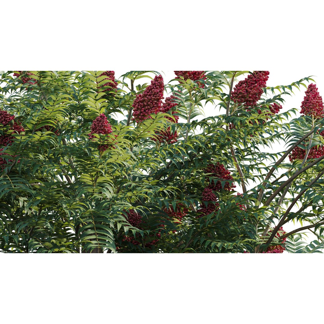 Rhus Typhina 3D Model – PBR Plant Asset, FBX, Game-Ready
