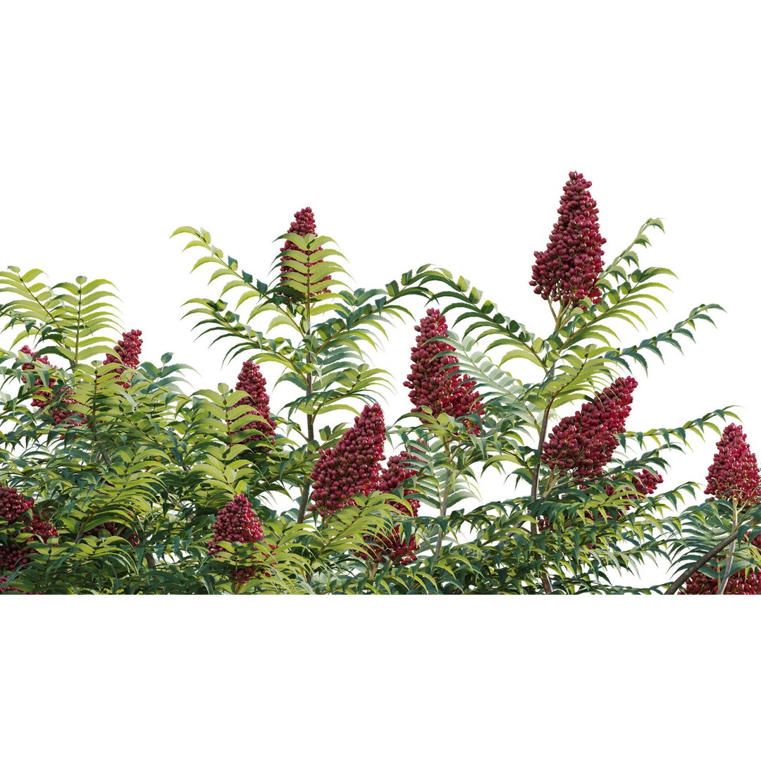 Rhus Typhina 3D Model – PBR Plant Asset, FBX, Game-Ready - View 10