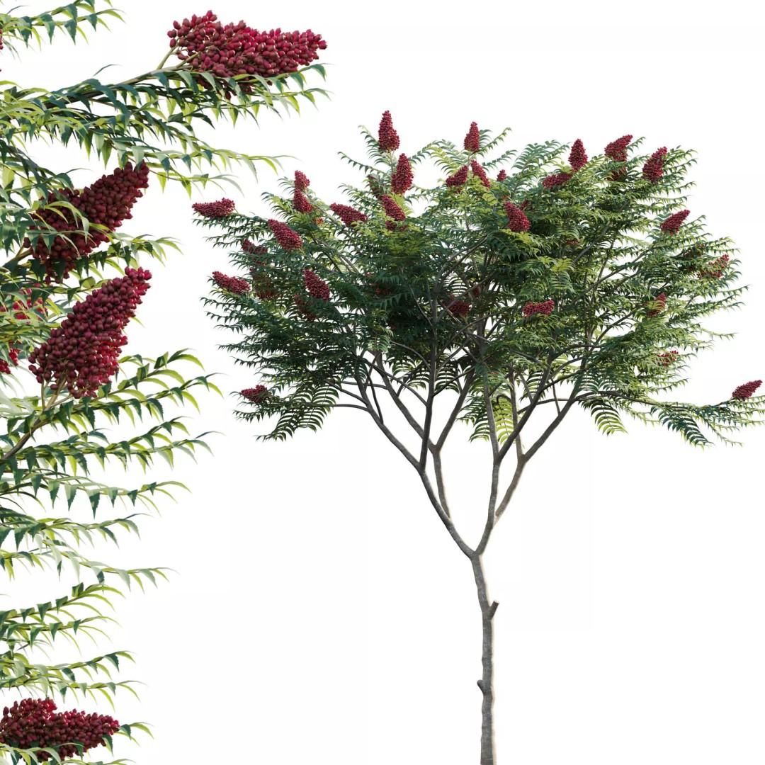 Rhus Typhina 3D Model – PBR Plant Asset, FBX, Game-Ready - View 2